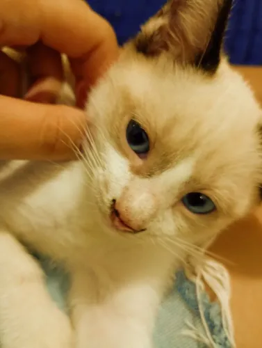 Doação de Gatinho 