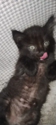 Gatos fofinhos