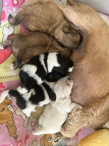 Vendo Filhotes Fêmea Lhasa Apso