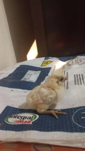 Pintinhos de 1 semana