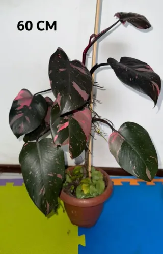 PHILODENDRON PINK PRINCESS MESCLADA DE ROSA - 60 CM