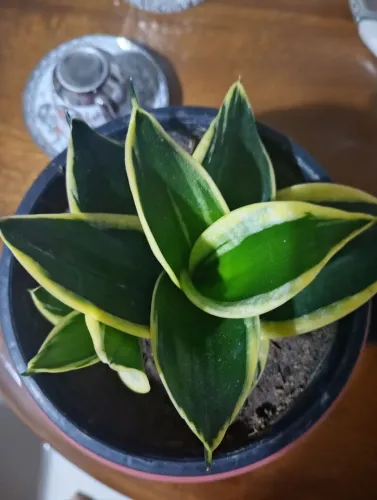 Planta sansevieria Black Gold