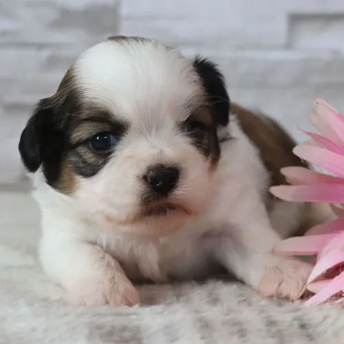 Shih tzu: O cão de companhia por excelência