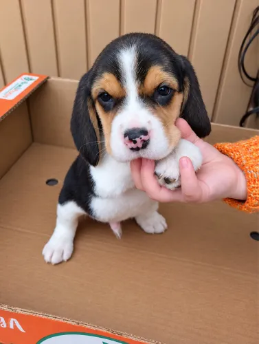 Filhote de Beagle lindo 