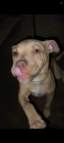 Filhote de Pitbull