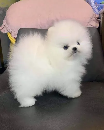 Filhote Spitz Alemão, esses filhotes vão roubar seu coração!