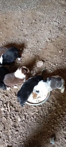 Filhote de Borden collie