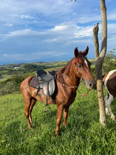 Cavalo alazão marcha batida 8 anos
