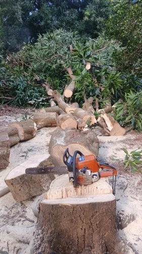 Podar de árvores e limpeza em geral 