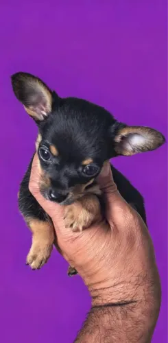 Pinscher mini 