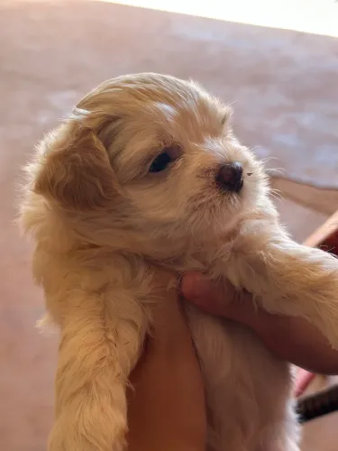 Cachorro Shih Tzu