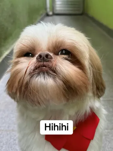 Shitzu