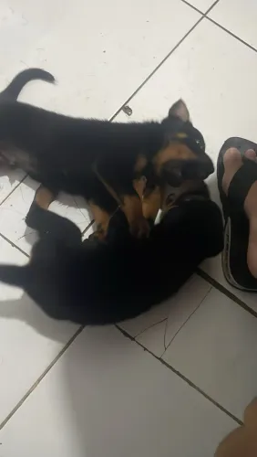 Tenho filhote de Rotiwaile