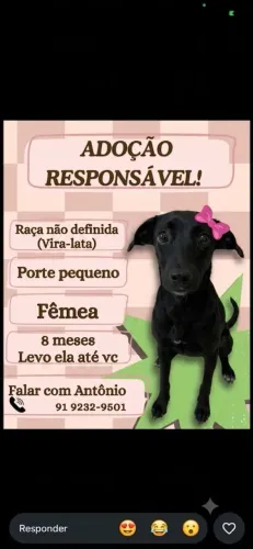 adoção urgente- linda fêmea resgatada