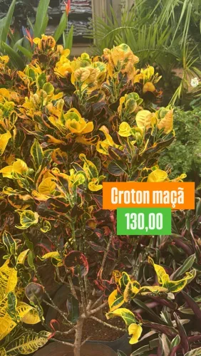 Croton Maçã