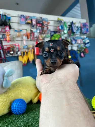 Pinscher fêmea minúscula disponível $2.800,00