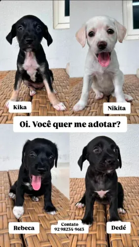 Adoção Responsável