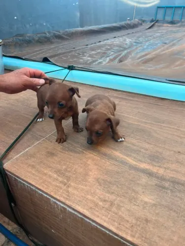 Pinscher fêmea