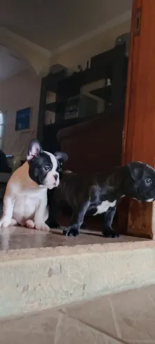 Buldogue Francês Filhotes Maravilhosos com Garantia Procedência e Referência 