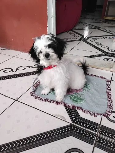Cachorra fêmea Shih Tzu.