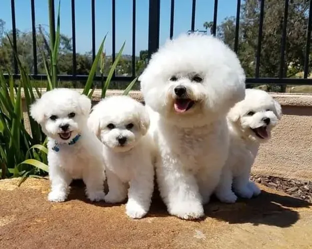 Bichon Frise Machos e Femeas