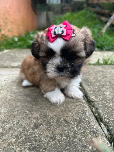 Lhasa apso fêmea