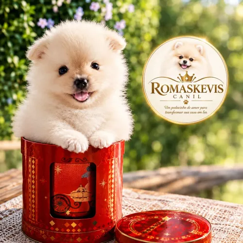 LULU DA POMERÂNIA 