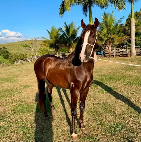 CAVALO MANGA LARGA REGISTRADO