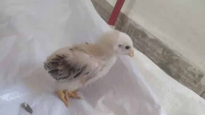 Pintinhos Frango Caipira Direto do Criatório - R$ 15