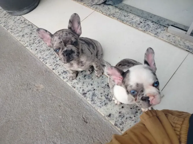 Bulldog Frances Exotico