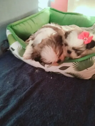 Vendo cachorro Shitzu 