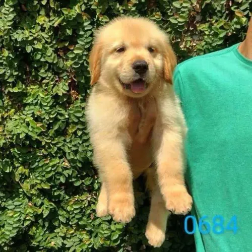 Filhote shih tzu, Um filhote pode transformar sua casa em lar!
