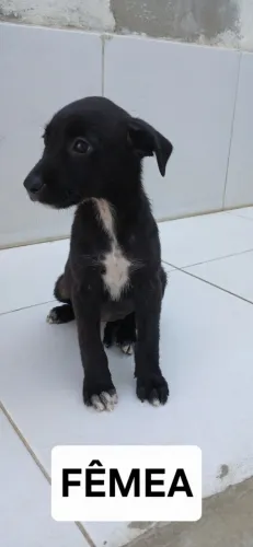 Doa-se cachorrinhos de 3 meses