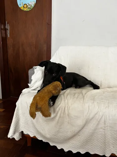 Cachorro para adoção - SDR