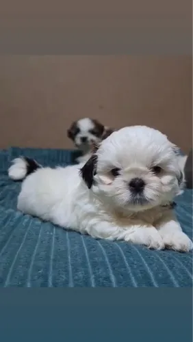 Shitzu 