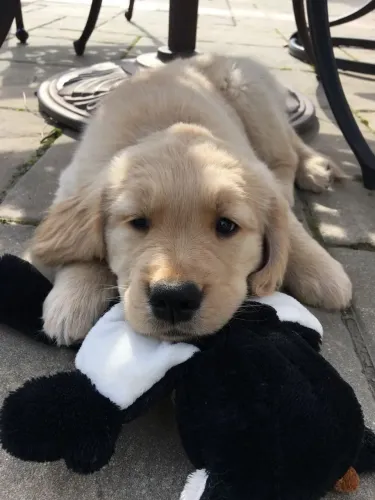 Golden Retriever Filhote ama maus que petisco passear 