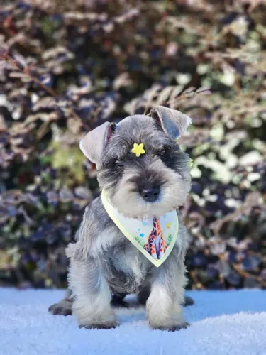 Schnauzer Miniatura 