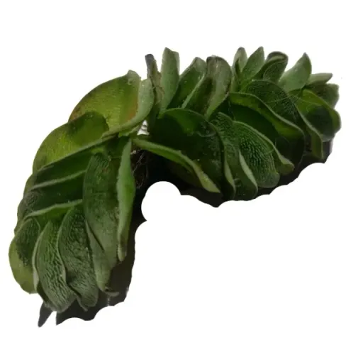 Salvinia Auriculata-planta Aquática- 15 unidades-adultas