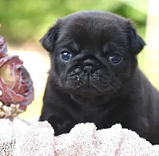 Filhote Pug, Seu coração está pronto para esse amor incondicional?