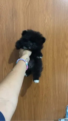 Lulu Pretinha femea