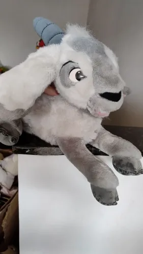  Cabra corcunda notredame - Linda e Macia!