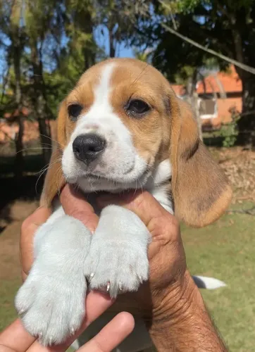 Filhote de Beagle fofos