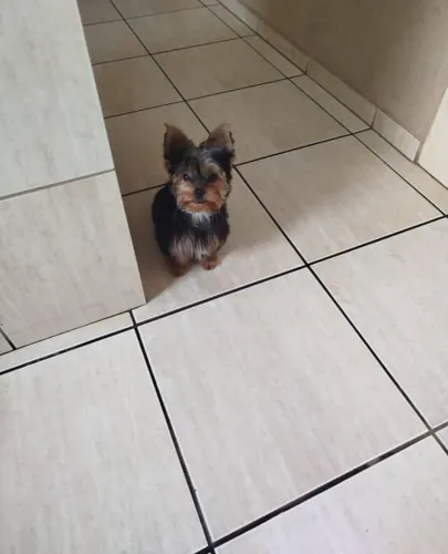 Filhote Yorkshire Terrier, Dê um lar para um filhotinho e ganhe amor eterno!