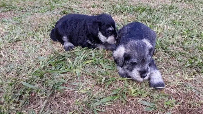 Schnauzer Filhotes machinhos