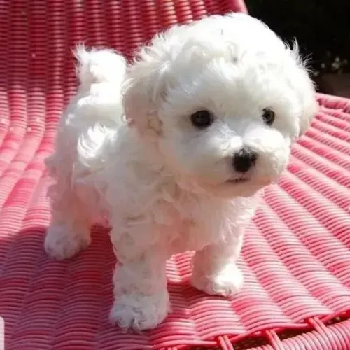 Filhotes de Poodle - Carinho, Companhia e Alegria para Seu Lar