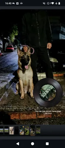 Pastor belga malinois macho disponível pra cruza