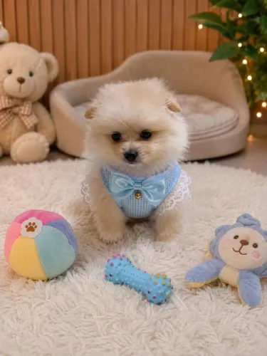 Filhote linhagem russa lulu da pomerania