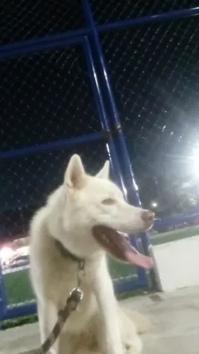 Cachorro