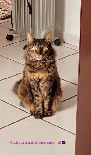 ADOÇÃO RESPONSÁVEL / LAR TEMPORÁRIO