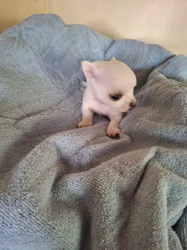 Chihuahua. 